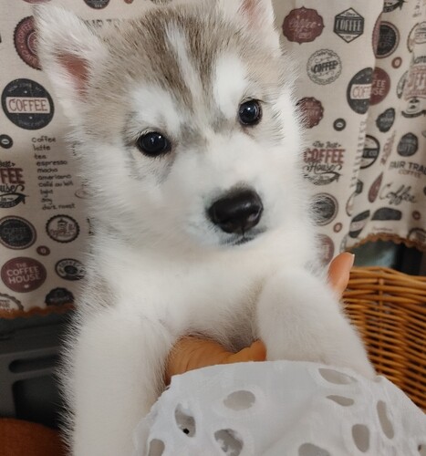 コロンコロンでおっとりさんスッゴク可愛いです 犬の販売 1655