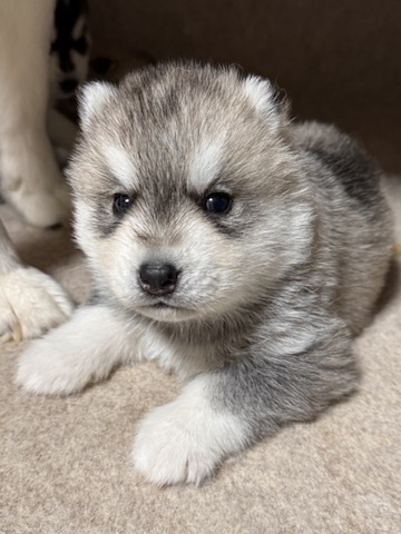 ハスキー 犬の販売・譲渡 1657 Big Baby シルバー男の子 大きく生まれた子