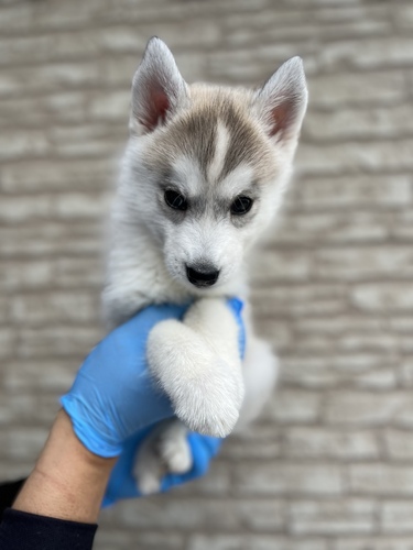 ハスキー 犬の販売・譲渡 1659 激かわベビィーフェイスハスキー