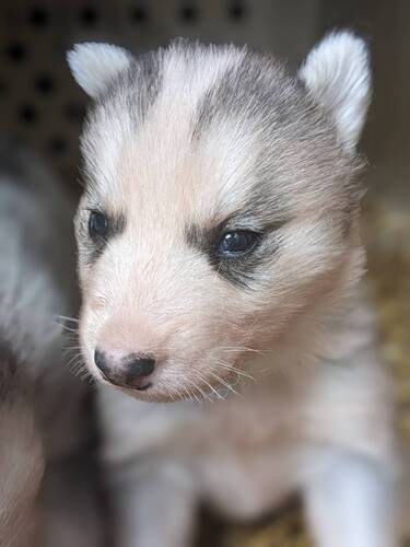 ハスキー 犬の販売・譲渡 1664 最強のハスキー (アラスカン)