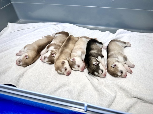 ハスキー 犬の販売・譲渡 1666 元気で可愛いハスキー赤ちゃん