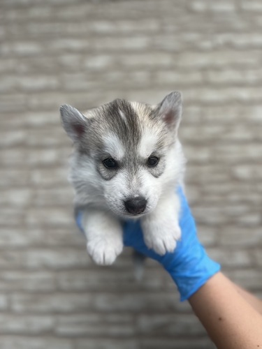 ハスキー 犬の販売・譲渡 1670 美人ハスキー