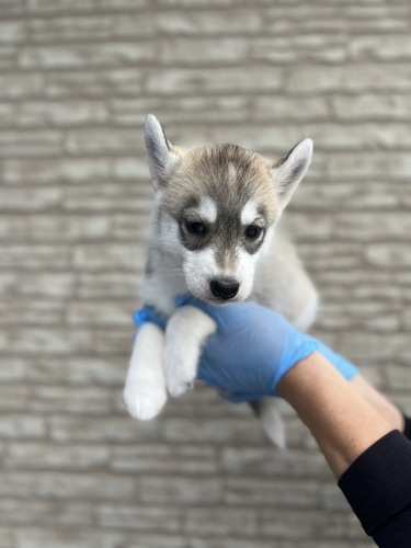 ハスキー 犬の販売・譲渡 1679 激かわハスキー