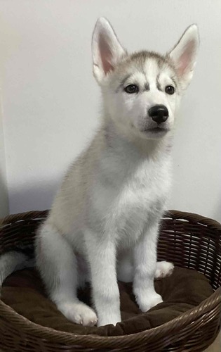 シルバー&ホワイト♂ハスキー※両親遺伝子検査クリア 犬の販売 1680