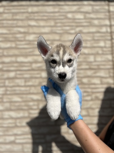 ハスキー 犬の販売・譲渡 1683 イケメンハスキー君