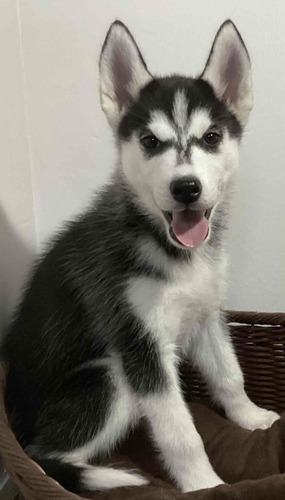 ブラック&ホワイト♂ハスキー※両親遺伝子検査クリア 犬の販売 1686