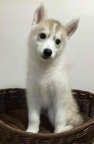 レッド&ホワイト女の子※両親遺伝子検査クリア 犬の販売 1688