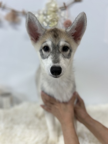 ハスキー 犬の販売・譲渡 1694 眼鏡したようなハスキーちゃん
