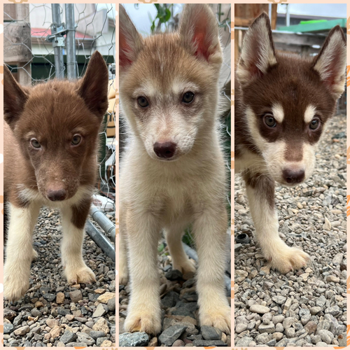 ハスキー 犬の販売・譲渡 1695 輸入血統レアカラーのPuppy