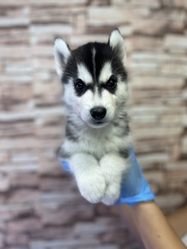 ハスキー 犬の販売・譲渡 1698 イケメンハスキー君!