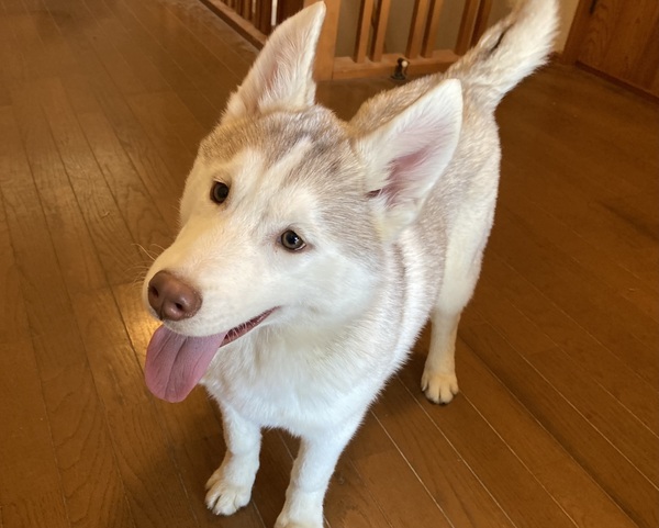 ハスキー 犬の販売・譲渡 1699 レッド&ホワイト ガッチリ体格