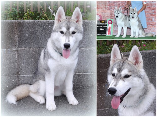 ハスキー 犬の販売・譲渡 1701 【ショーデビュー済】外国産 チャンピオン娘