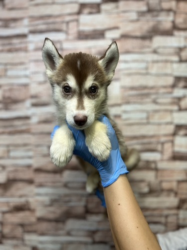 ハスキー 犬の販売・譲渡 1702 チョコホワイトのハスキーちゃん