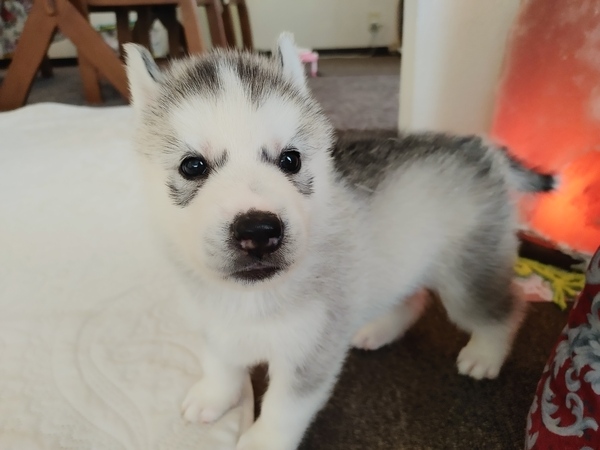 とっても甘えん坊さんな長男です。愛嬌最高 犬の販売 1703
