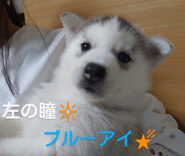 神秘的なバイアイの女の子です。ブルー美しいです。 犬の販売 1707