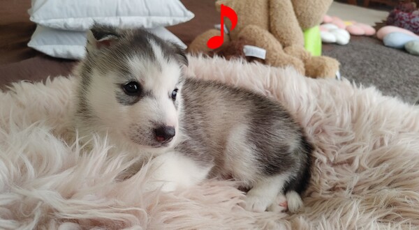 新しいお家決まりました。ありがとうございました。 犬の販売 1708