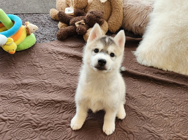 新しいお家決まりました。ありがとうございました。 犬の販売 1715