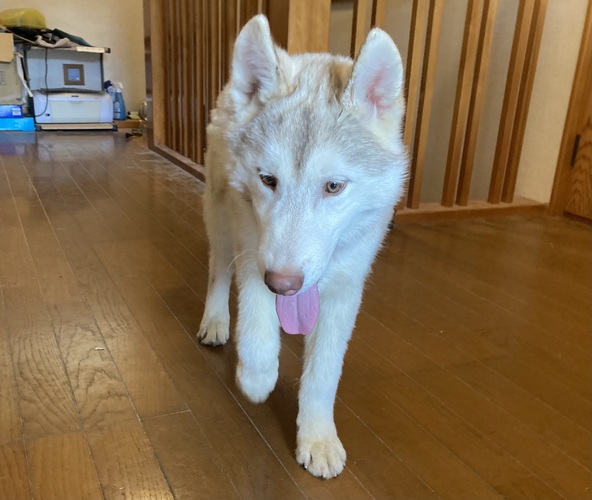 シベリアンハスキー 白 犬の販売 1716
