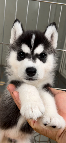 ハスキー 犬の販売・譲渡 1718 超絶美形な女の子。希少ブラック。