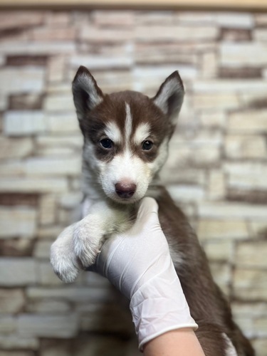 ハスキー 犬の販売・譲渡 1720 チョコ&ホワイトのイケメン君!8706