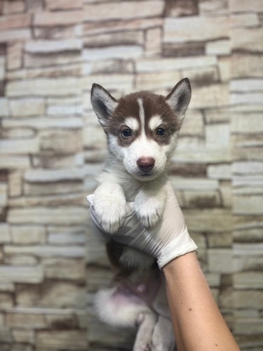 ハスキー 犬の販売・譲渡 1721 人気カラーの男の子です!