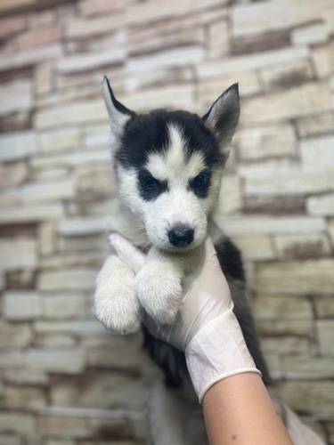 ハスキー 犬の販売・譲渡 1723 かっこいいブラック&ホワイト男の子