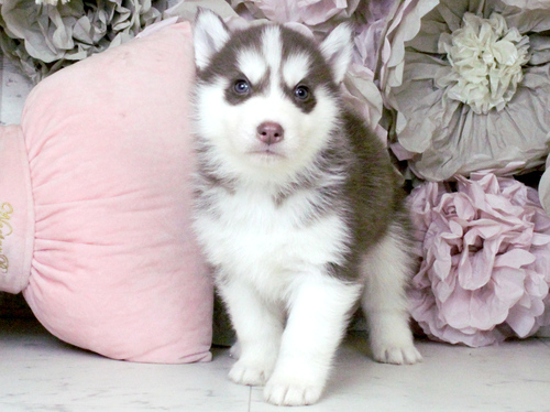 ハスキー 犬の販売・譲渡 1724 シベリアンハスキー専門犬舎☆5兄妹誕生