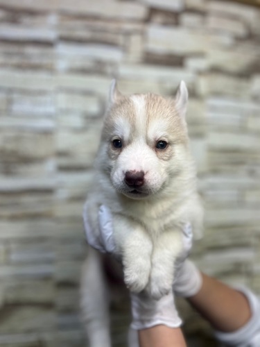 ハスキー 犬の販売・譲渡 1732 チョコ&ホワイトカラーの男の子