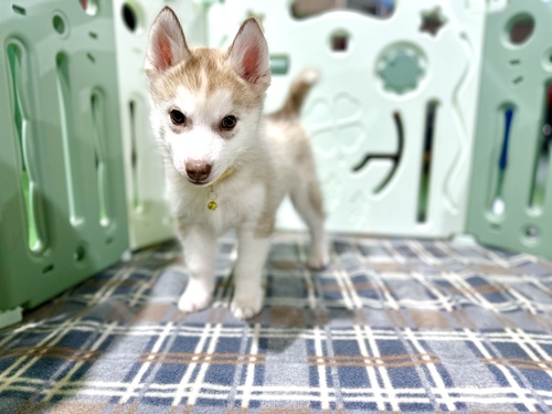 nXL[ ̔̔En 1734 nXL[Ԃ񎔂lWI