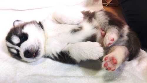 ハスキー 犬の販売・譲渡 1735 シベリアンハスキー子犬産まれています