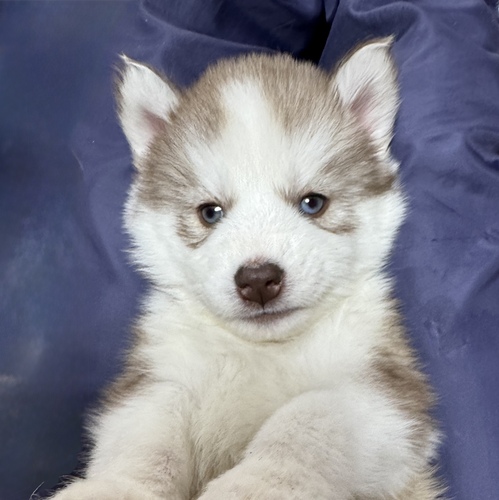 ハスキー 犬の販売・譲渡 1737 全頭決定。ありがとうございました!