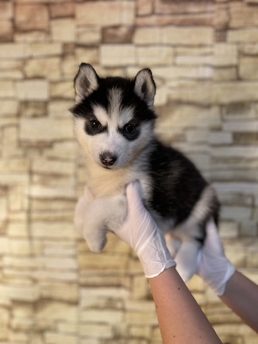 ハスキー 犬の販売・譲渡 1740 ブラック&シルバー男の子