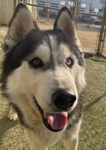ハスキー 犬の販売・譲渡 1744 ブラック JKCチャンピオン 2歳4ヶ月