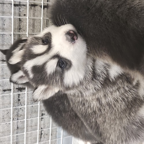 ご家族様募集中です!オンライン見学OK! 犬の販売 1748
