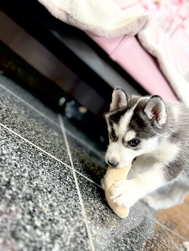 ハスキー 犬の販売・譲渡 1749 元気なイケメンくん 1948