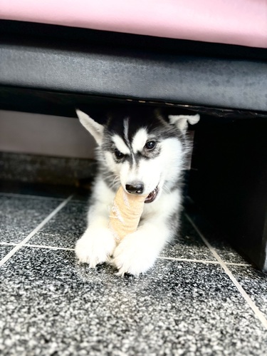 ハスキー 犬の販売・譲渡 1750 お利口な美人さん 8415