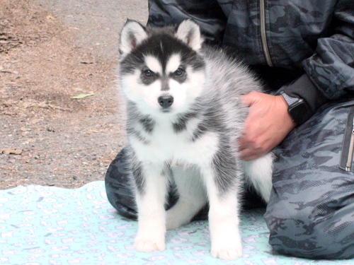 ハスキー 犬の販売・譲渡 1751 ハスキー専門犬舎の血統☆☆☆
