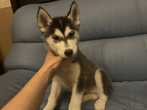 ハスキー 犬の販売・譲渡 1753 兄妹2匹募集