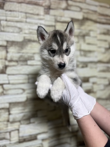 ハスキー 犬の販売・譲渡 1754 シルバー&ホワイト
