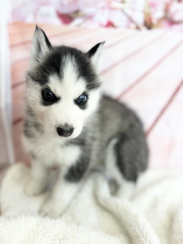 ハスキー 犬の販売・譲渡 1755 ハスキー3002