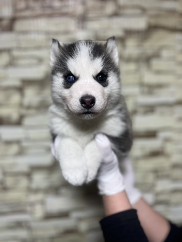 ハスキー 犬の販売・譲渡 1756 ハスキー3162
