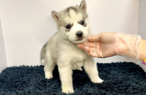 ハスキー 犬の販売・譲渡 1758 シルバー&ホワイト ♂@♀@