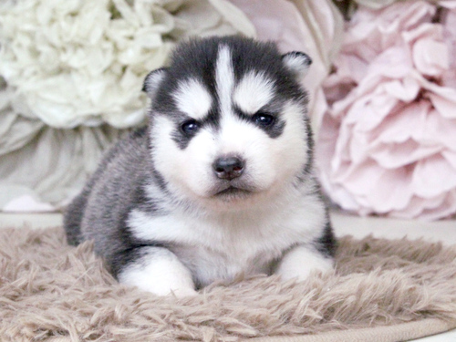 ハスキー 犬の販売・譲渡 1759 ハスキー専門犬舎の血統☆☆☆