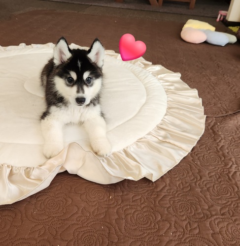 素敵なご家族様宅に決まりました。 犬の販売 1760