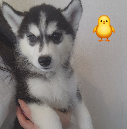 素敵なご家族様宅に決まりました。 犬の販売 1761