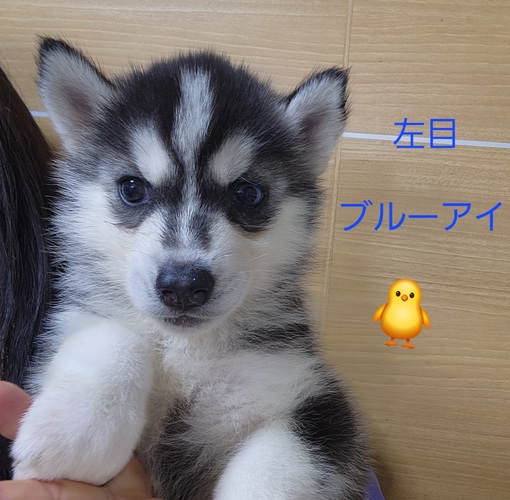 素敵なご家族様宅に決まりました。 犬の販売 1762