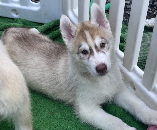 ハスキー 犬の販売・譲渡 1763 ロシアchアメリカch血統の子犬