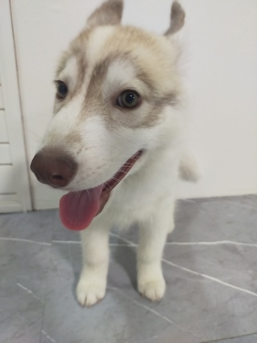 ハスキー 犬の販売・譲渡 1764 レッド&ホワイト