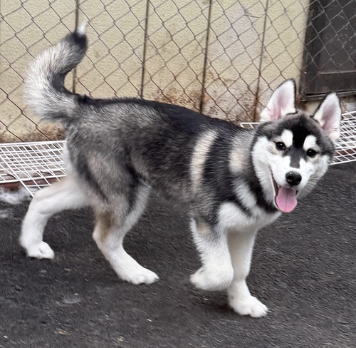 ハスキー 犬の販売・譲渡 1767 シベリアンハスキー専門犬舎