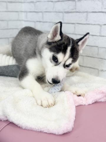 ハスキー 犬の販売・譲渡 1768 元気なイケメンくん1948
